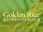 Golden Rice