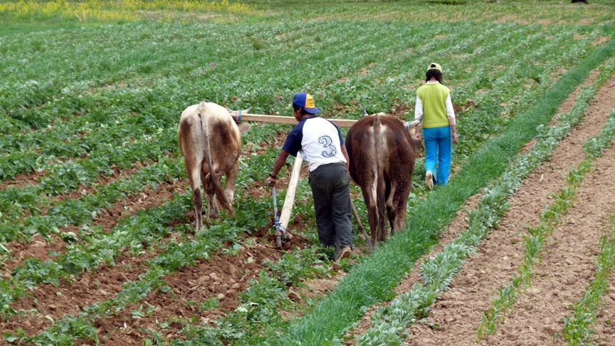 Arado Laguna de Paca