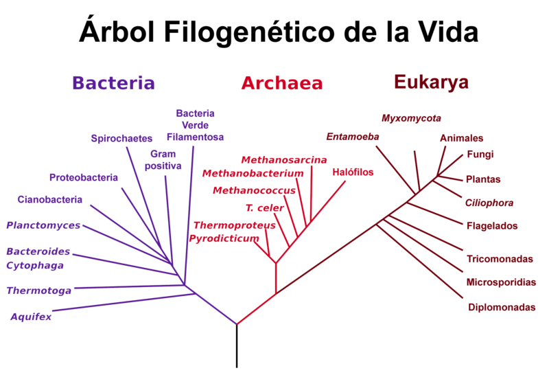 Arbol filogenético de la vida