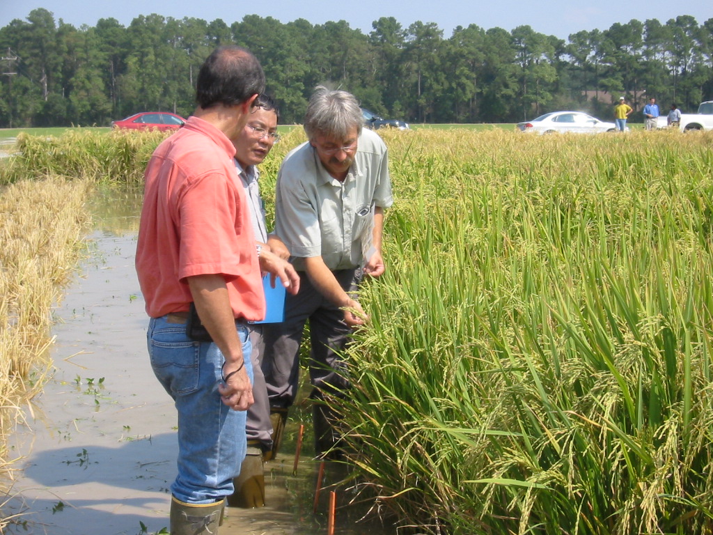 Primer ensayo de campo con Arroz Dorado 2005