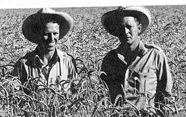 Borlaug y Harrar en México en 1943