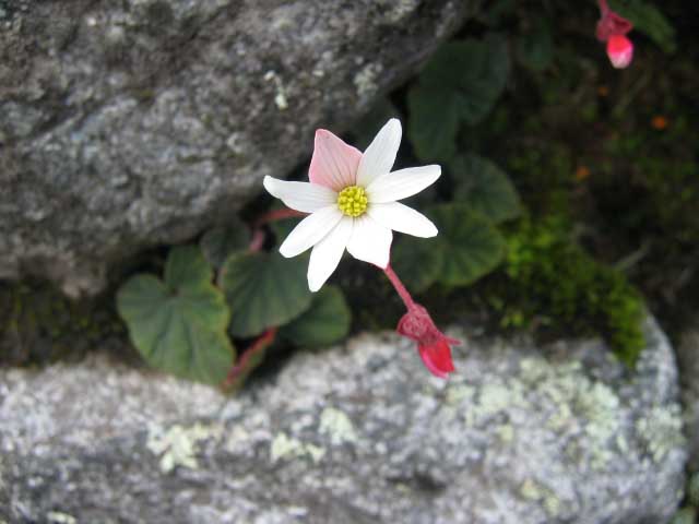 Flor en Urubamba