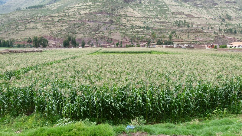 Maíz en el Urubamba