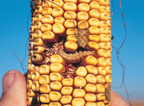 Maiz con larva y Aspergillus