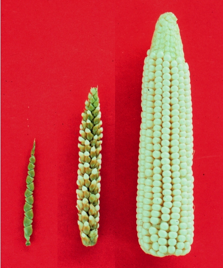 Teosinte